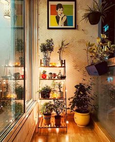 a room filled with lots of potted plants next to a window covered in lights