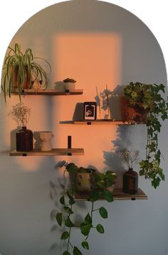 some plants are sitting on wooden shelves against a white wall