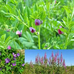 four different pictures of flowers and plants in the wild