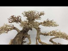 a bonsai tree with no leaves on it