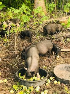 several pigs are eating apples out of buckets on the ground in front of some trees