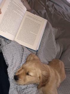 a golden retriever dog laying on top of a bed next to an open book