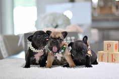 three small black and brown dogs laying on top of a white carpet next to blocks