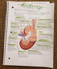 a spiral notebook with an illustration of the kidney and its major functions on it's side