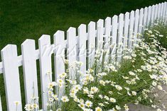 white picket fence with daisies in the foreground