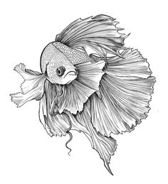 a black and white drawing of a fish