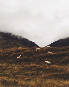 some sheep are grazing on the side of a hill with mountains in the back ground