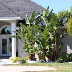 a house with palm trees in front of it and landscaping on the side of the house