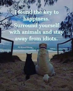 two dogs sitting next to each other on top of a sandy beach