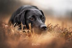 a black dog laying in the grass looking at something with an intense look on it's face