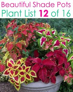 the beautiful shade pots plant list 12 of 16 is in front of some bushes and flowers