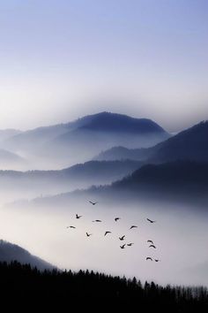 birds flying in the sky over mountains covered in fog