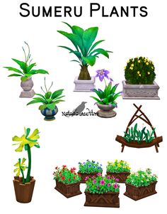 some plants that are in pots on a white background with the words sumeru plants above them