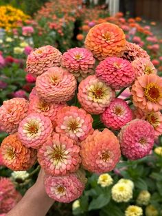 a person holding up pink and yellow flowers in front of many other colorful flower bushes