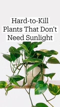 a potted plant with green leaves on a shelf