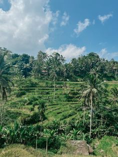 a lush green field with palm trees on the side and blue sky in the background