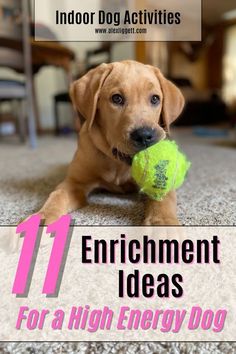 a dog laying on the floor with a tennis ball in its mouth and text overlay that reads 11 enrichment ideas for a high energy dog