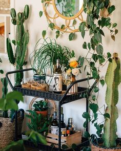 a shelf with plants and bottles on it in front of a mirror, next to a wicker basket