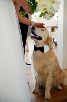 a dog wearing a bow tie sitting on the floor next to a bride and groom