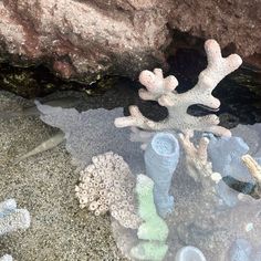 some corals and other sea life in the water near rocks, sand and gravel