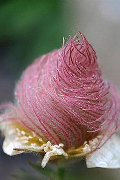 a close up view of a pink flower