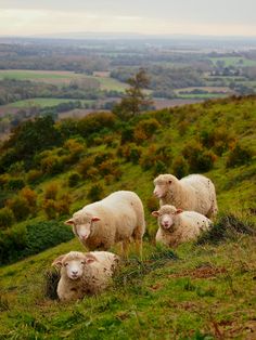 three sheep are standing on the side of a hill