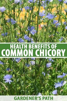 blue flowers with the words health benefits of common chicory in front of them