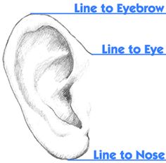 an ear labeled with the names of different parts to look for in each part of the ear