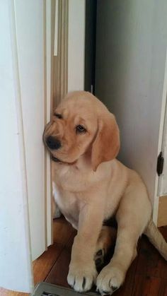 a puppy is sitting on the floor next to a door and looking at the camera