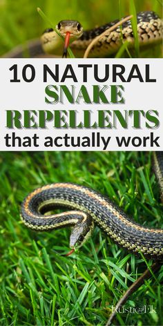 a snake on the grass with text overlay that reads 10 natural snake repellents that actually work