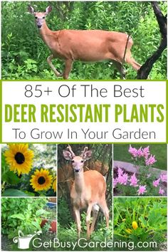 deer and sunflowers in the garden with text overlay that reads, 8 + off the best deer resistant plants to grow in your garden