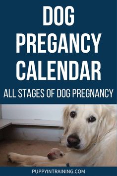 a white dog laying on the floor next to a blue sign that says dog pregancy calendar