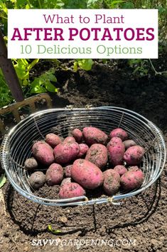 potatoes in a wire basket with the words what to plant after potatoes 10 delicious options