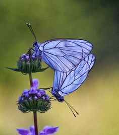 a blue butterfly sitting on top of a purple flower