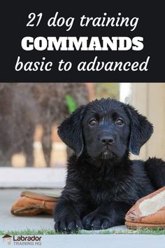 a black dog laying on top of a pair of shoes with the words, 21 dog training commands basic to advanced