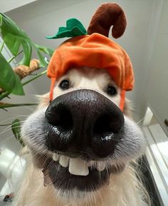 a close up of a dog's face wearing a hat with a carrot on it