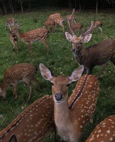 Aesthetic cottage core deer photography Forest Animals, Lush, Deer, Forest, Green, Animals, On Instagram, Instagram