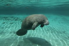 a manato swimming in the water with its head above the water's surface