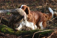 a brown and white dog standing next to a bird on top of a tree branch