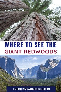 the cover of where to see the giant redwoods