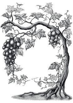 a drawing of grapes growing on a vine