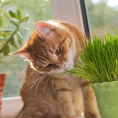 an orange and white cat sitting next to a potted plant with grass in it