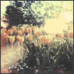 the sun shines brightly through tulips in an open field