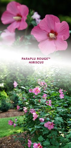 pink flowers are blooming in the garden with green grass and trees behind them, along with text that reads parapuu roug hibiscus