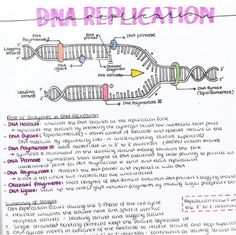 a hand drawn diagram of the structure of a genena replicaion, with information about it