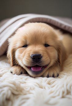 a puppy is laying under a blanket on top of a bed with his tongue hanging out