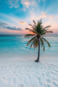 a palm tree on the beach at sunset