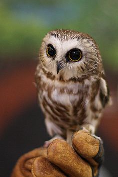 an owl sitting on top of a persons hand