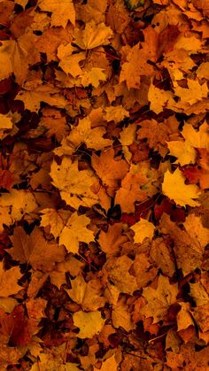 an image of autumn leaves on the ground