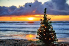 a small christmas tree sitting on top of a sandy beach next to the ocean at sunset